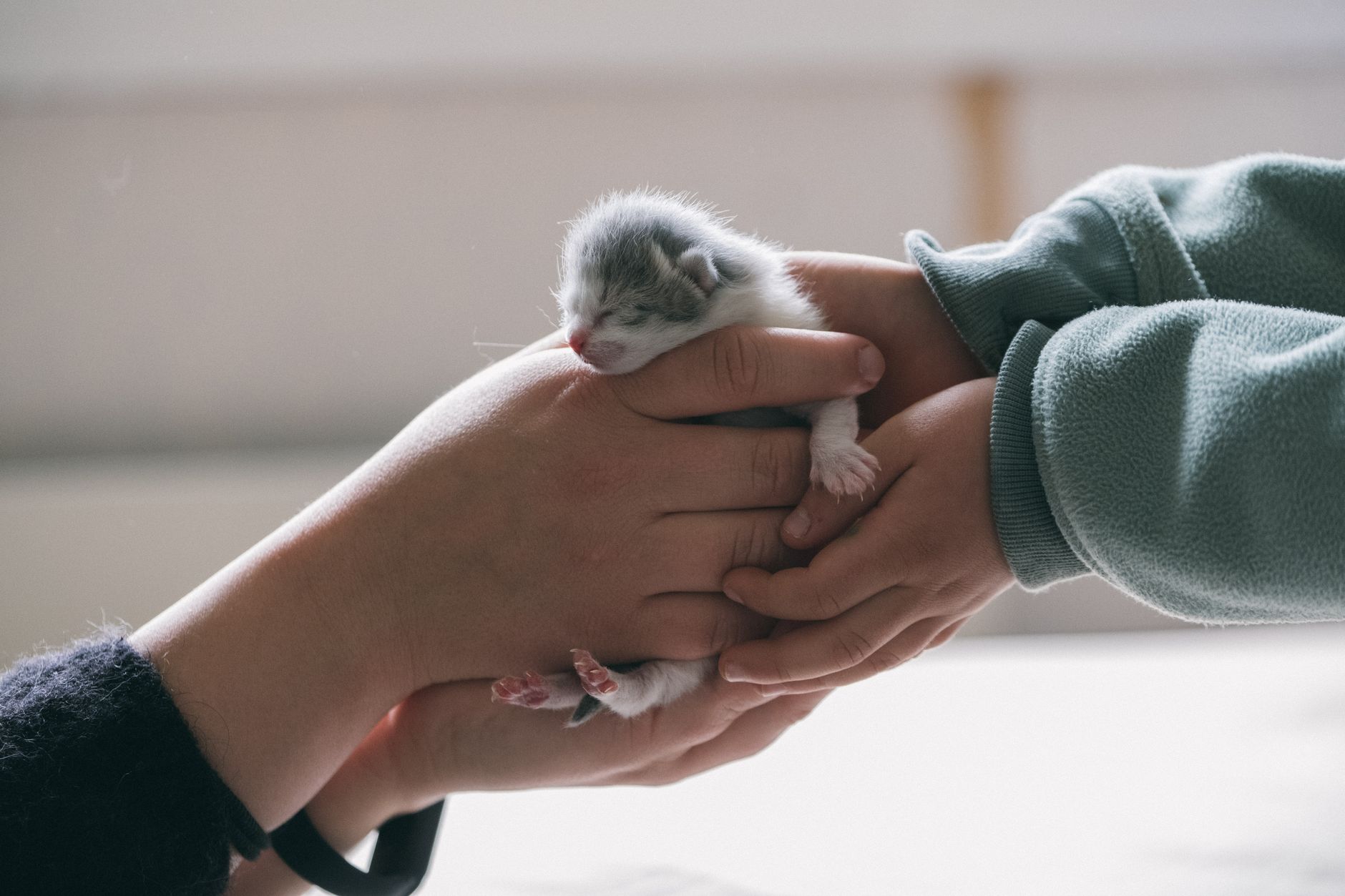 Psicólogos explican por qué algunas personas salvan primero a los animales y no a los desconocidos